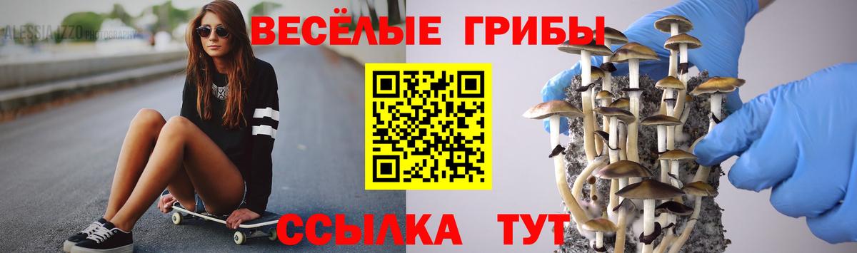 Галлюциногенные грибы Psilocybine cubensis Мурино